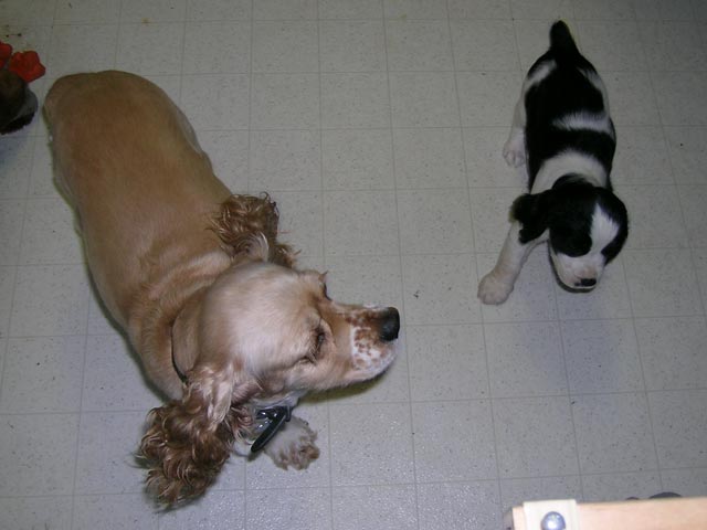 Dory and Clementine in the kitchen