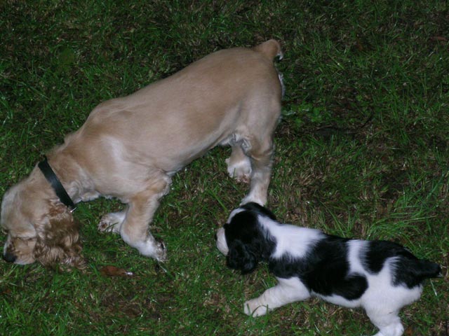 the girls playing with each other in the yard.