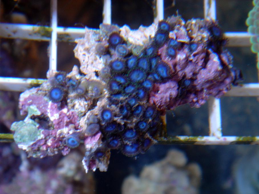 blue3.jpg
