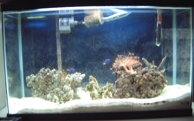 Our first tank, 29 gallons.