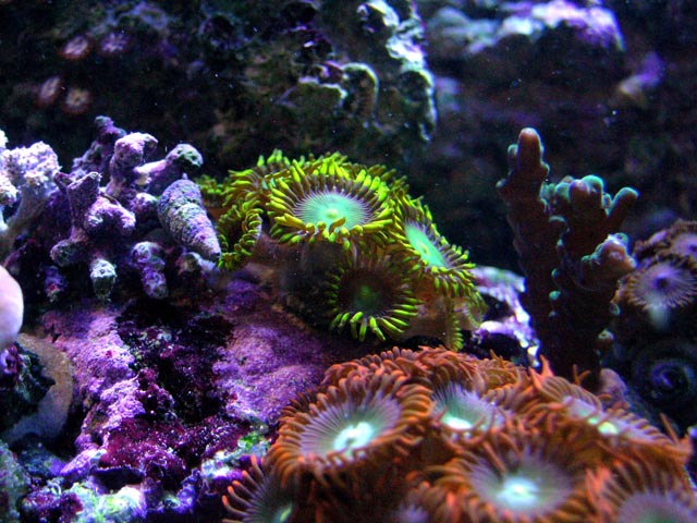 Bright Yellow Zoas