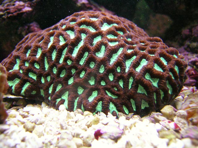 Brain coral
