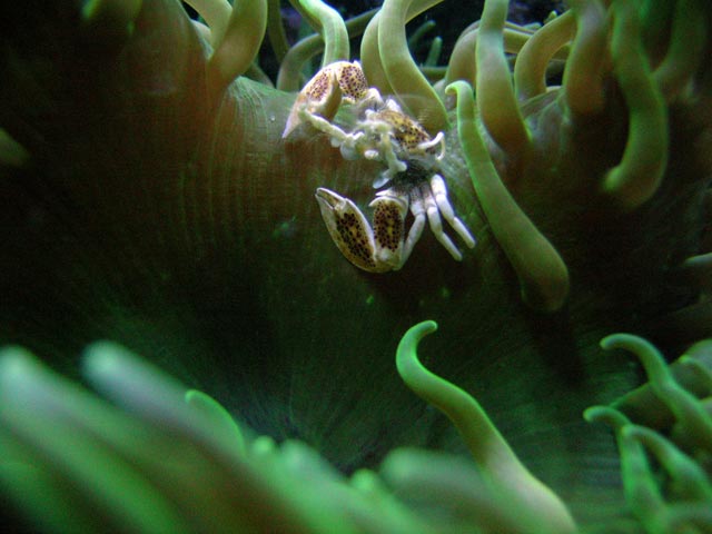 Anemone Crab