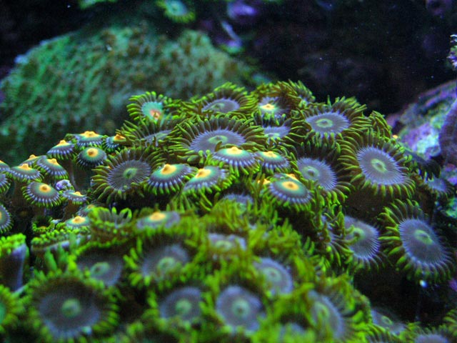 Garden of Green Zoas
