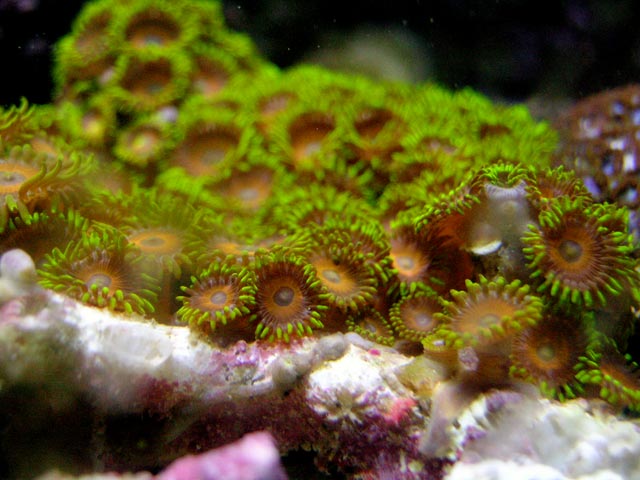Garden of Yellow Zoas