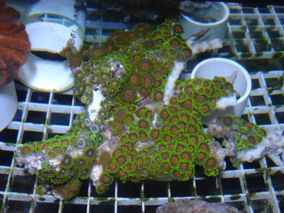 frags $10 to $25