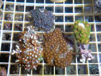 Top Blues $40, Left frag $20, middle frag $10