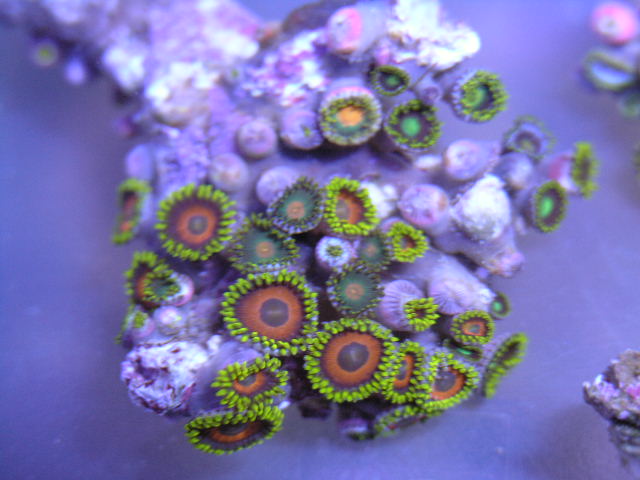 I can do this one for $25 about 40  polyps three different typs of polyps
