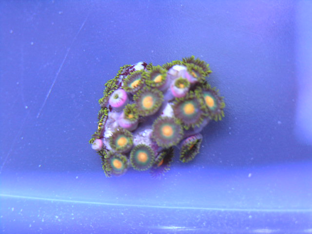 I can do this one for $15 about 20 polyps