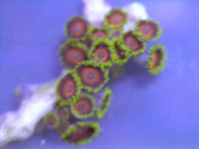 I can do this one for $15 about 20 polyps
