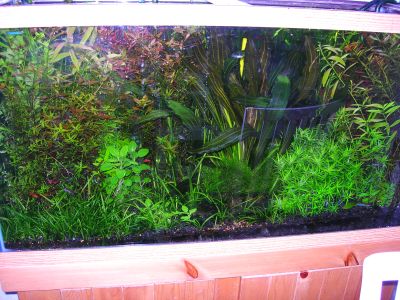 90 gal 7-29-05.jpg