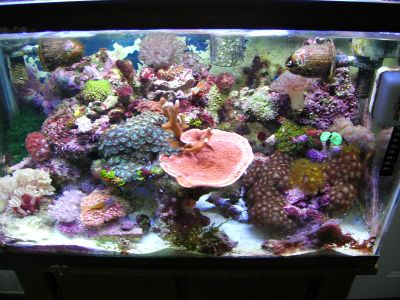 20 Gallon.jpg