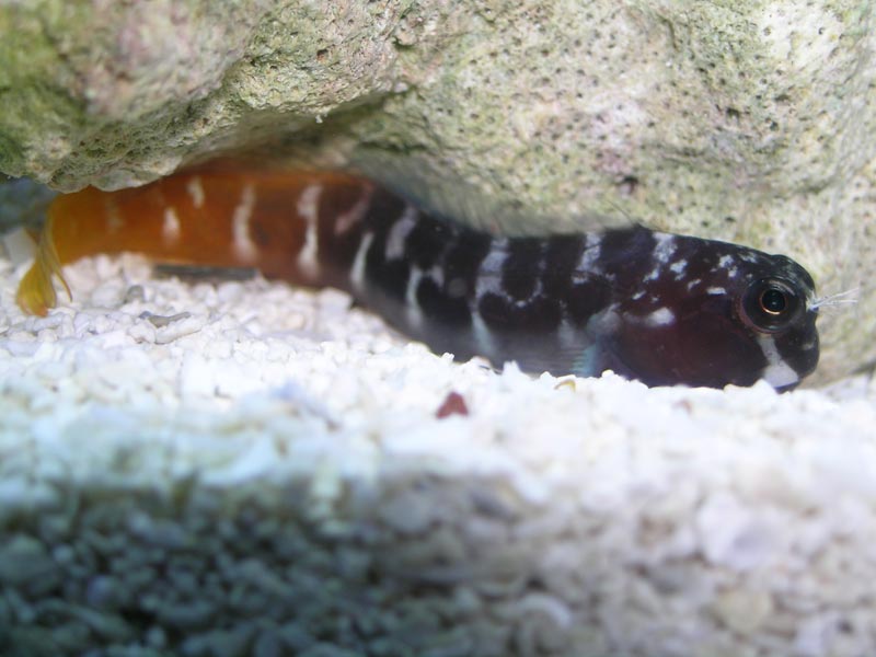 My AWESOME new Bicolor Blenny