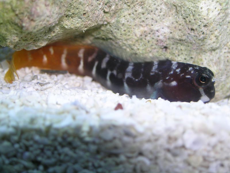 My AWESOME new Bicolor Blenny