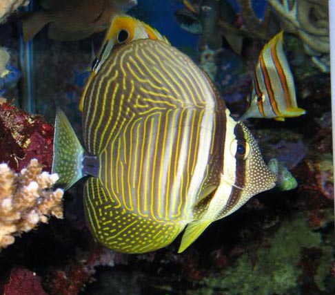 the beauty that is a Sailfin