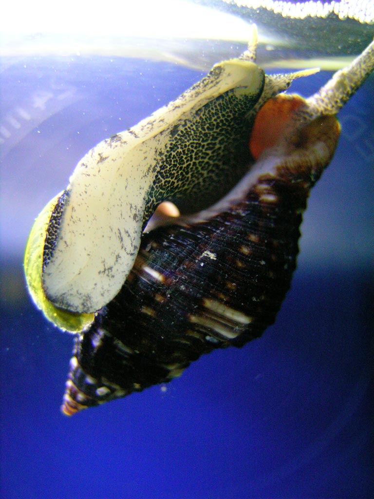 My really cool snail
