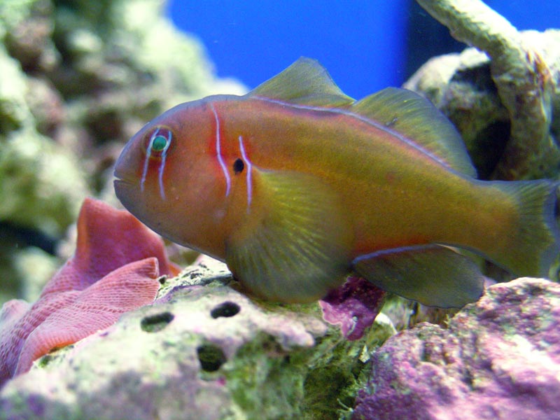 The new Citron Clown Goby I bought my wife tonight. This guy is a year or two old and already eats flake food. He is REALLY cute.