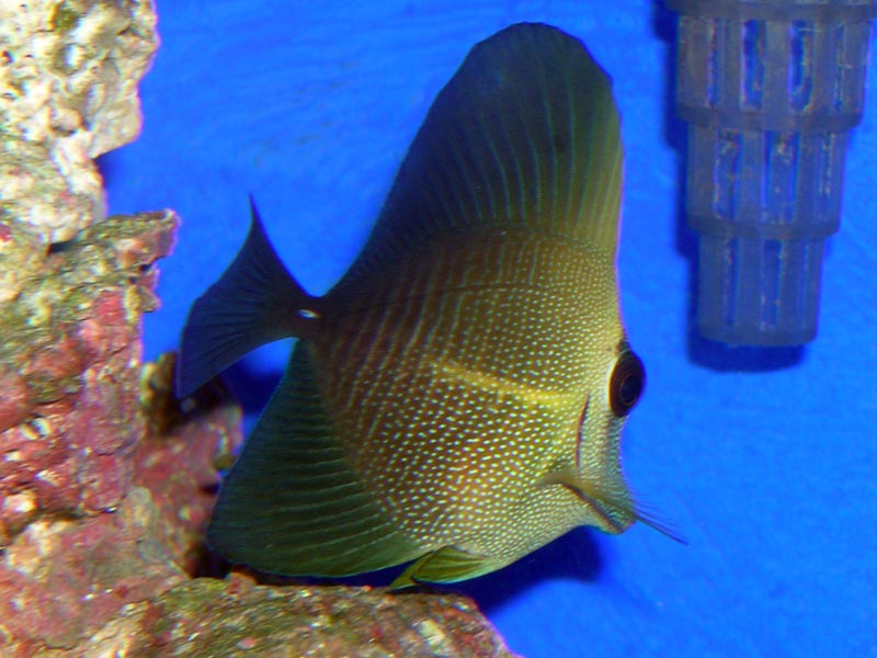 I bought this Scopas Tang for my wife..and being the Hitchhikers Guide to the Galaxy fan she is, she named him &amp;quot;Beeblebrox&amp;quot; he and my Yellowstripe Maroon Clown are now best friends. He is also a bit camera shy.