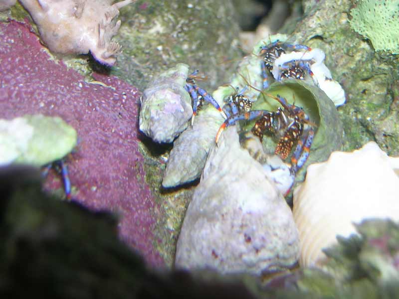 Dinner Time for the crabs.