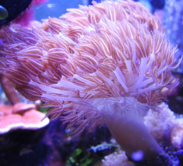 zenia3.jpg