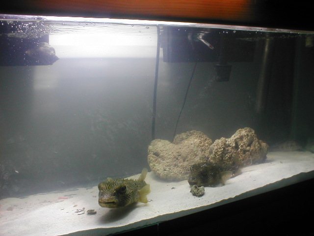 puffers 011.jpg
