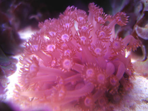 Aquarium 074 copy.jpg