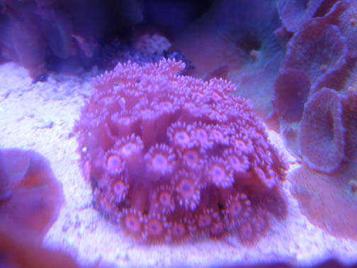 Aquarium 054 copy.jpg