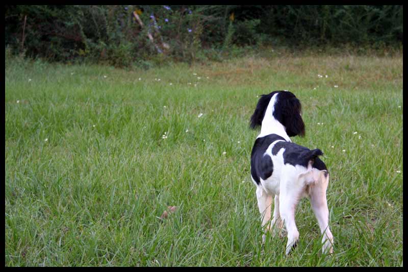 Is that a bird I hear in the bushes?
