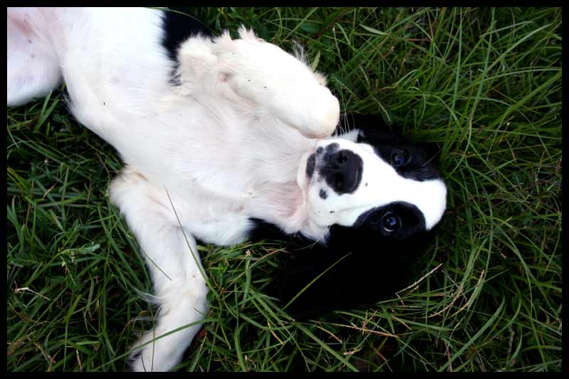 Clem being a ham!