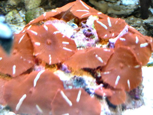 Red and White.jpg