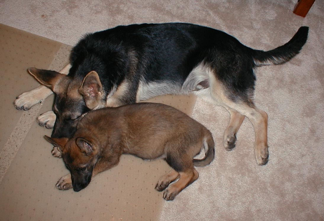 Bear & Tasha sleeping.jpg