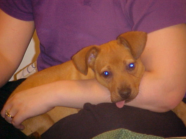 scrappy