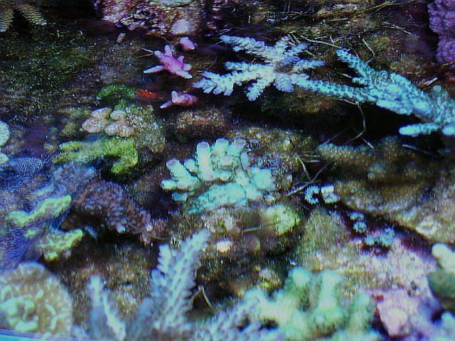 top acros.jpg