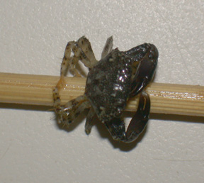 crab1.jpg
