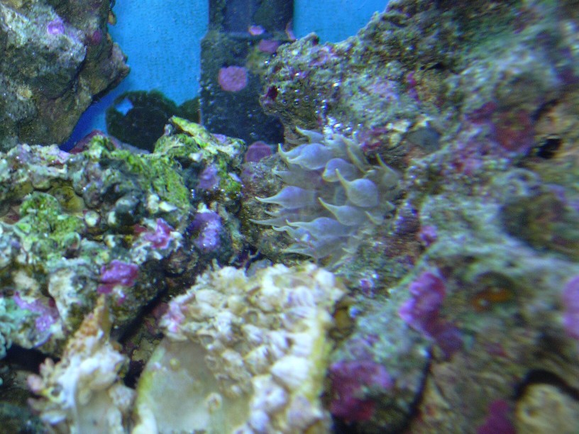 Anemone.JPG