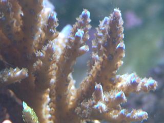 Blue Tip acro severa branches 2&amp;quot; $25