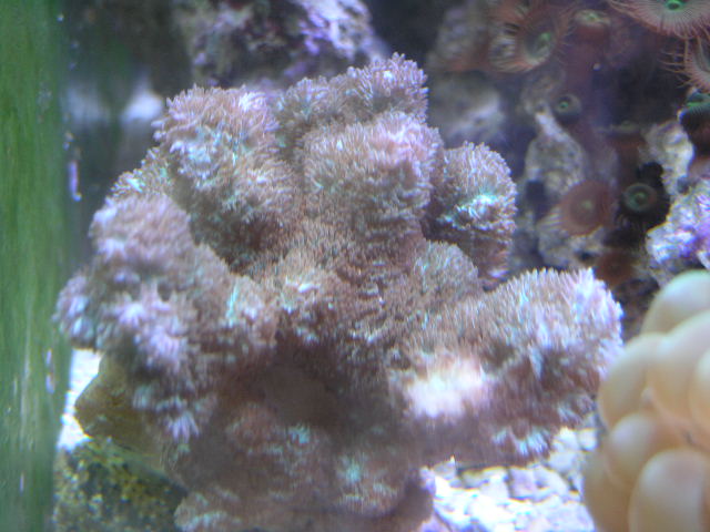 Hydnaphora Colony $40