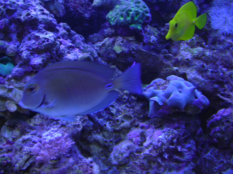 doctorfish.JPG