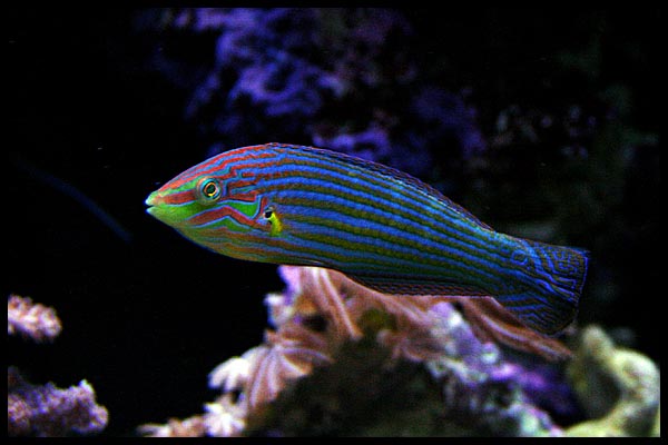 20051111213707_wrasse.jpg