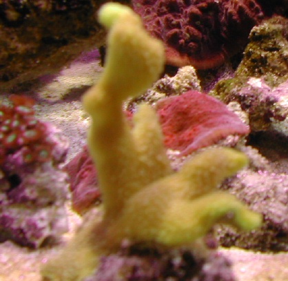 out of focus porites.jpg