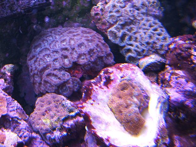 acans.jpg