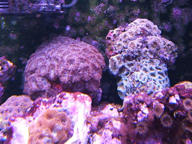 DSCF1879 acans.jpg