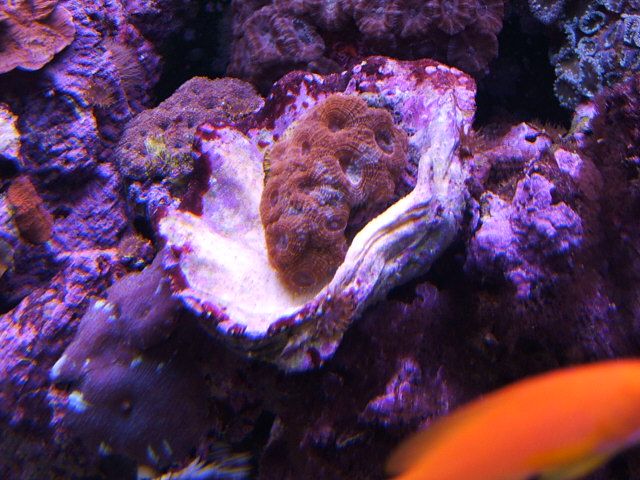 DSCF1876 acans.jpg
