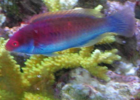 wrasse.jpg