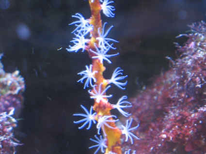 Yellow gorgonian