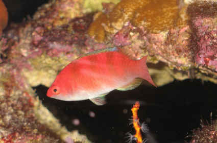 Yellowfin Wrasse
