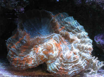 Orange and Green Scolymia