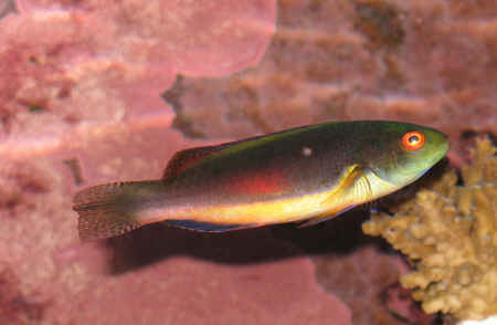 My Scott's Fairy Wrasse.  Not the true color but this is the best picture we could get.  He doesn't like to stand still.  This one is with the flash.