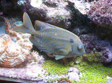Here is one with his true color and some of my fast growing zoanthids.