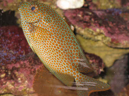 I love this picture of the Rabbitfish.  It isn't the true color but I like the way it came out.